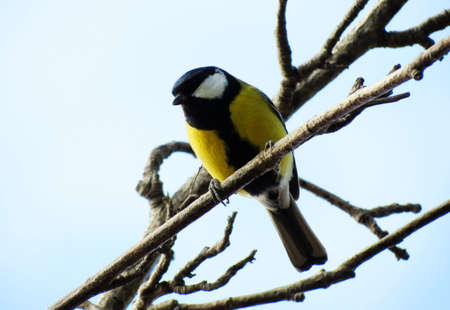 Steepe birds Altaya from big amount typeの写真素材