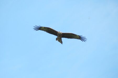 Steepe birds Altaya from big amount type