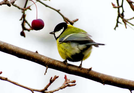 Steepe birds Altaya from big amount typeの写真素材