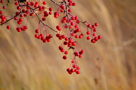 In Siberia grows much wild and horticultural berryの写真素材