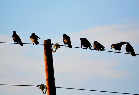 Small birds of the steppes form greater groupの写真素材