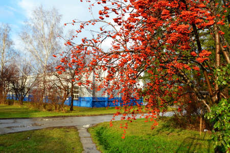 In Siberia grows much wild and horticultural berryの写真素材