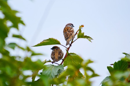 Small birds of the steppes form greater group an animal