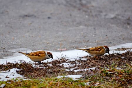 Small birds of the steppes form greater group an animalの写真素材