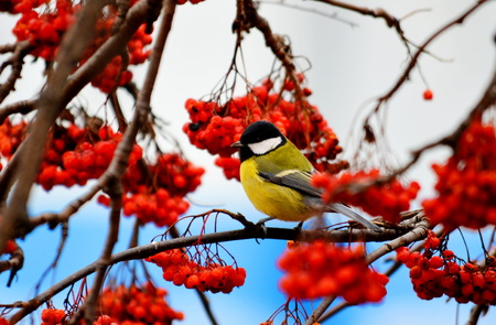 Small birds of the steppes form greater group an animalの写真素材