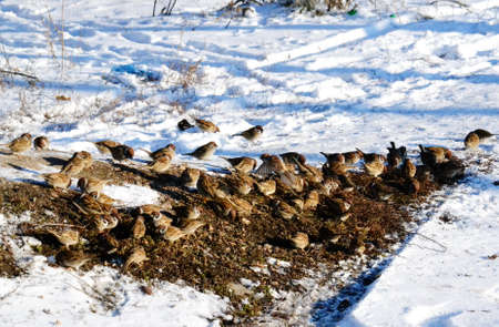 Small birds of the steppes form greater group an animalの写真素材