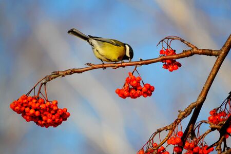 Small birds of the steppes form greater group an animalの写真素材