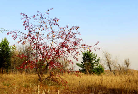 Nature Altaya pleases eye of the artist in any season of the yearの写真素材