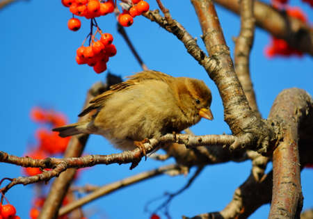 Small birds of the steppes form greater group an animalの写真素材