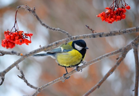 Small birds of the steppes form greater group an animal