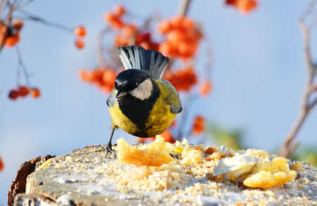 Small birds of the steppes form greater group an animalの写真素材