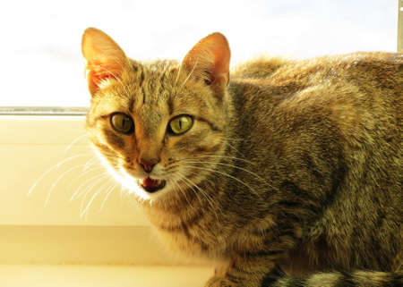 Home animals play greater role in lifes of the person