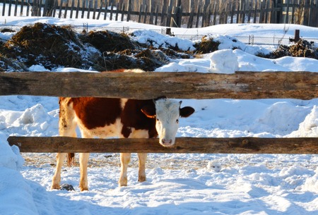 Home animals play greater role in lifes of the personの写真素材