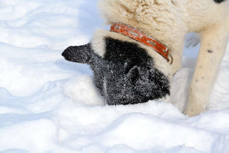 Home animals play greater role in lifes of the personの写真素材