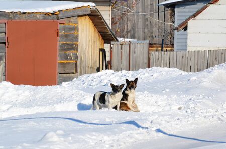 Home animals play greater role in lifes of the person