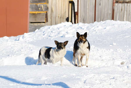 Home animals play greater role in lifes of the person