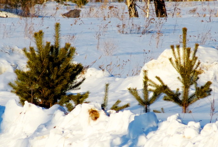 Nature Altaya pleases eye of the artist in any season of the yearの写真素材