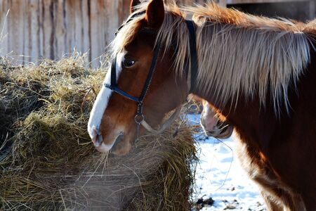 Home animals play greater role in lifes of the personの写真素材