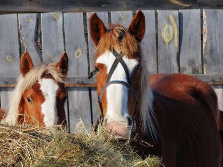 Home animals play greater role in lifes of the personの写真素材