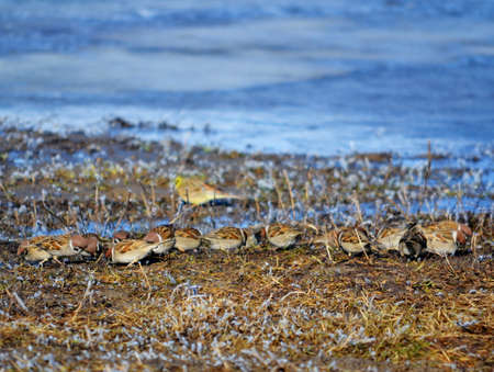 Small birds of the steppes form greater group an animalの写真素材