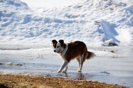 Home animals play greater role in lifes of the personの写真素材