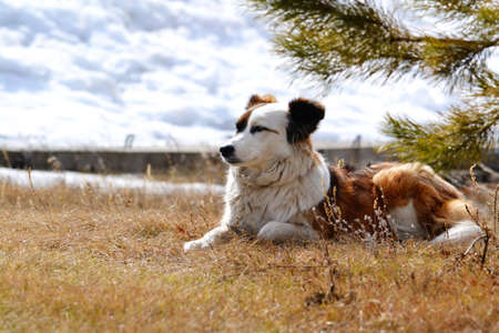 Home animals play greater role in lifes of the personの写真素材