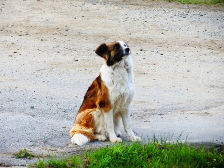 Home animals play greater role in lifes of the personの写真素材
