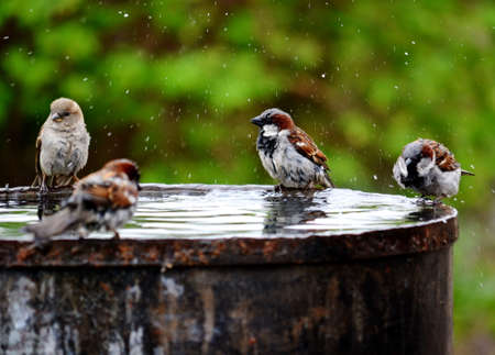 Small birds of the steppes form greater group an animalの写真素材