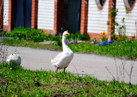 Small birds of the steppes form greater group an animalの写真素材