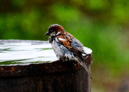 Small birds of the steppes form greater group an animalの写真素材