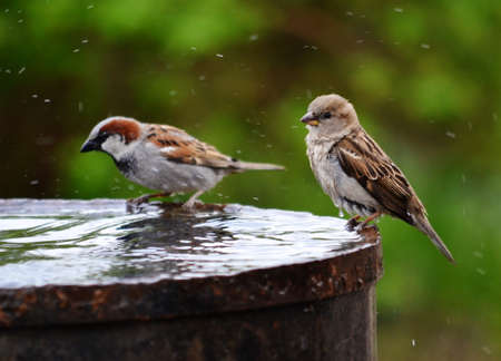 Small birds of the steppes form greater group an animalの写真素材