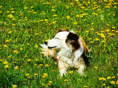 Home animals play greater role in lifes of the personの写真素材