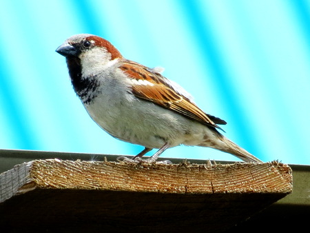 Small birds of the steppes form greater group an animal