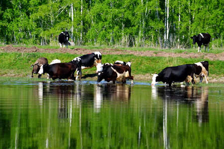 heard of cows on the lakeの写真素材