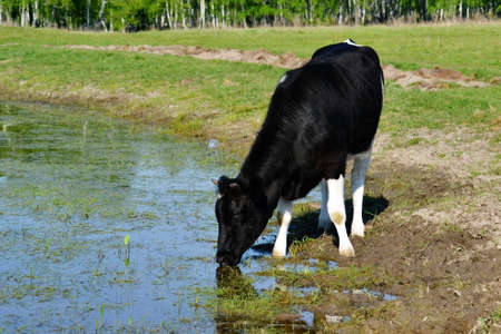 cow on the lakeの写真素材