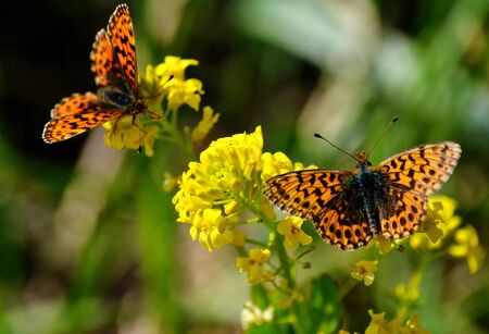 Insect present group an animal from butterfly, dragonflies, and other invertebrateの写真素材