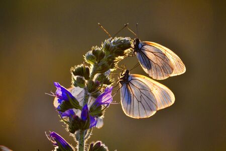 Insect present group an animal from butterfly, dragonflies, and other invertebrateの写真素材