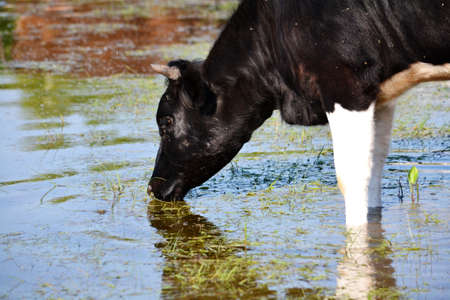 home animalsの写真素材