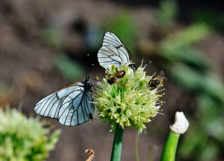 Insect present group an animal from butterfly, dragonflies, and other invertebrate