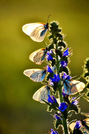 Insect present group an animal from butterfly, dragonflies, and other invertebrate