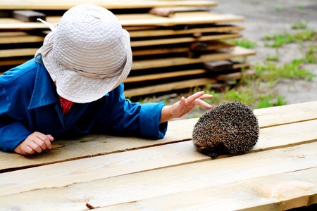 Wild animals present greater group an animal inhabitting steepe and timber regions Altayaの写真素材