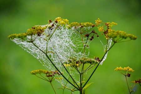 Insect present group an animal from butterfly, dragonflies, and other invertebrateの写真素材