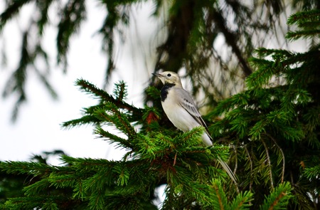 Small birds of the steppes form greater group an animalの写真素材