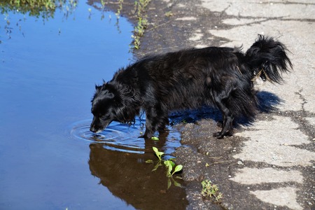 Home animals play greater role in lifes of the personの写真素材