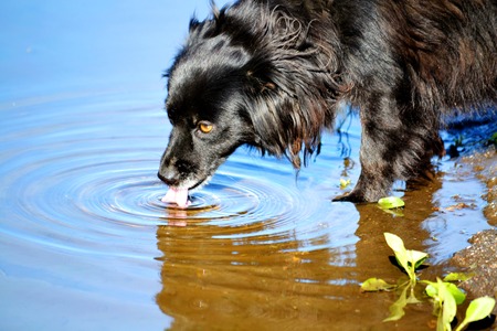 Home animals play greater role in lifes of the personの写真素材