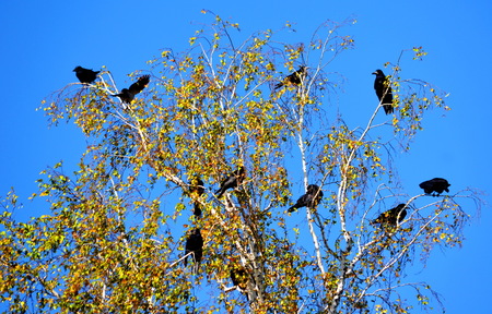 Small birds of the steppes form greater group an animalの写真素材