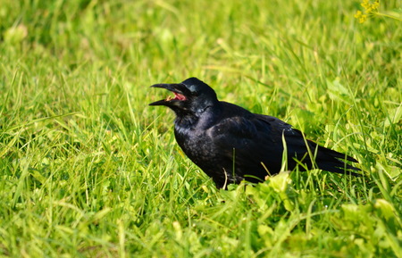 Small birds of the steppes form greater group an animalの写真素材