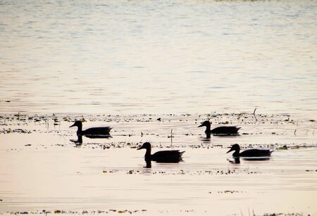 Small birds of the steppes form greater group an animalの写真素材
