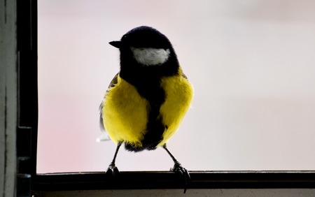Small birds of the steppes form greater group an animalの写真素材