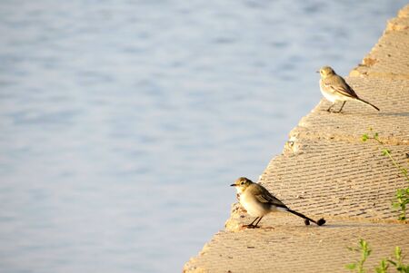 Small birds of the steppes form greater group an animalの写真素材